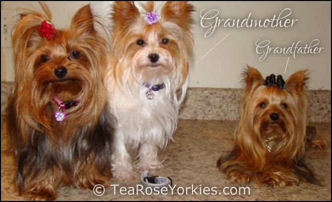 yorkie family yorkie puppies yorkie teacup tea yorkies yorkie family yorkie puppies yorkie teacup tea yorkies