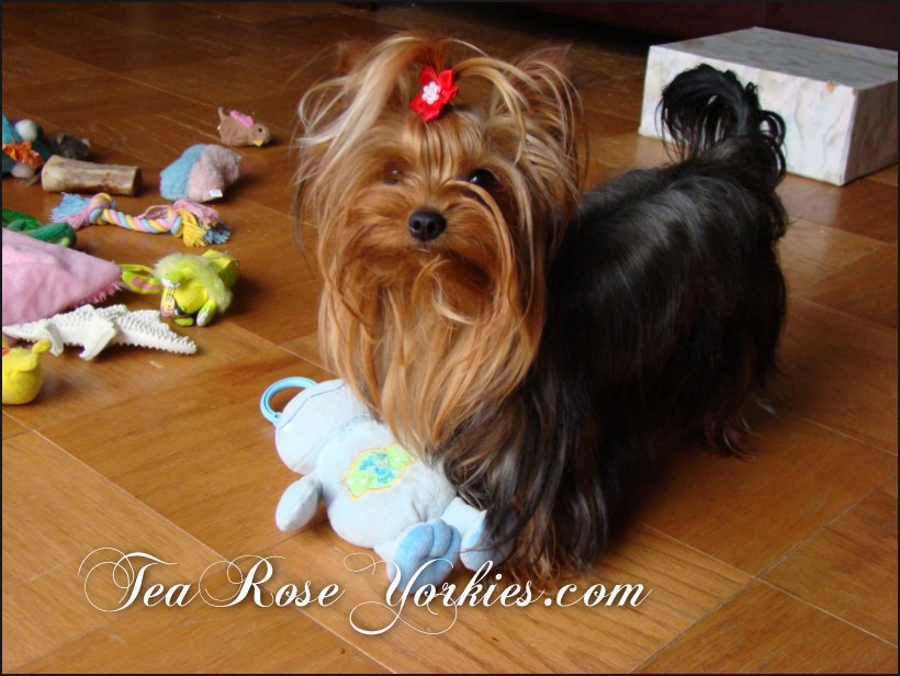 Yorkshire Terrier