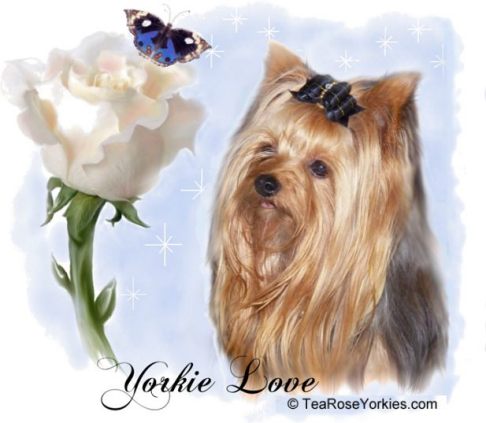 Toy Yorkshire Terrier Puppy