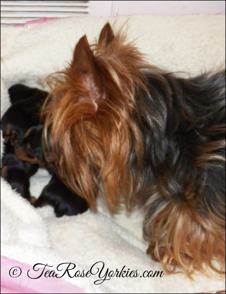 Yorkie mom and newborn babies