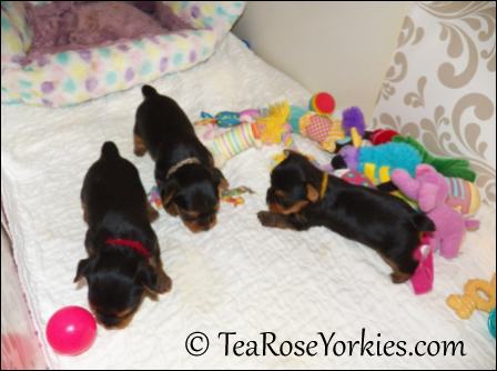 Tiny Yorkie puppies