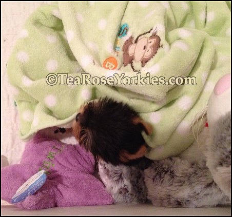 Teacup Yorkies