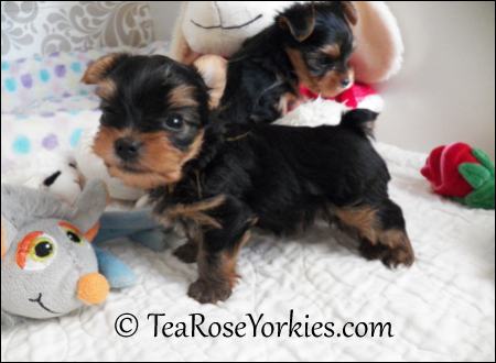 Yorkie Puppy 5 inches