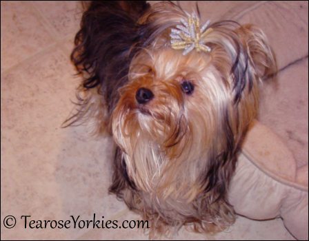 Teacup Yorkies